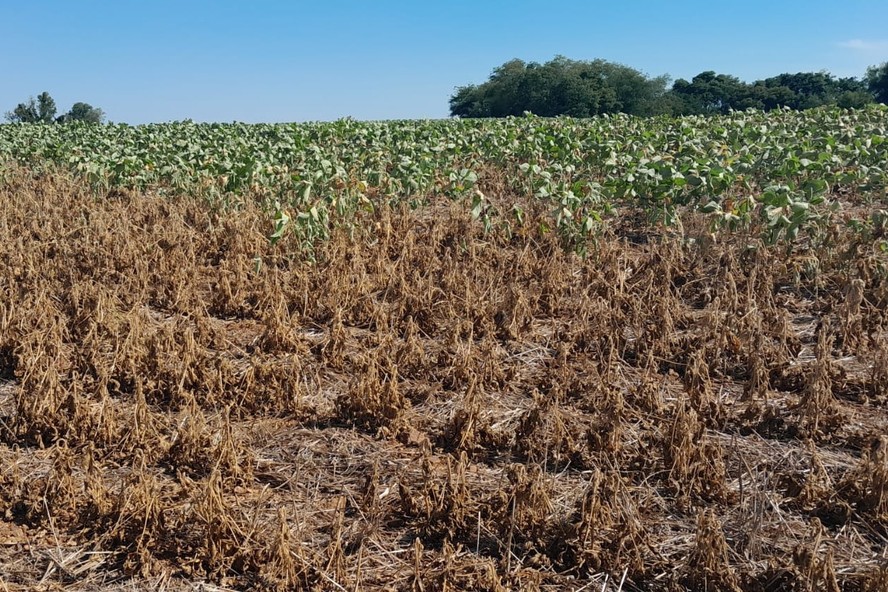 Brazil’s Rural Insurance Market Fell 4.8% in First Half